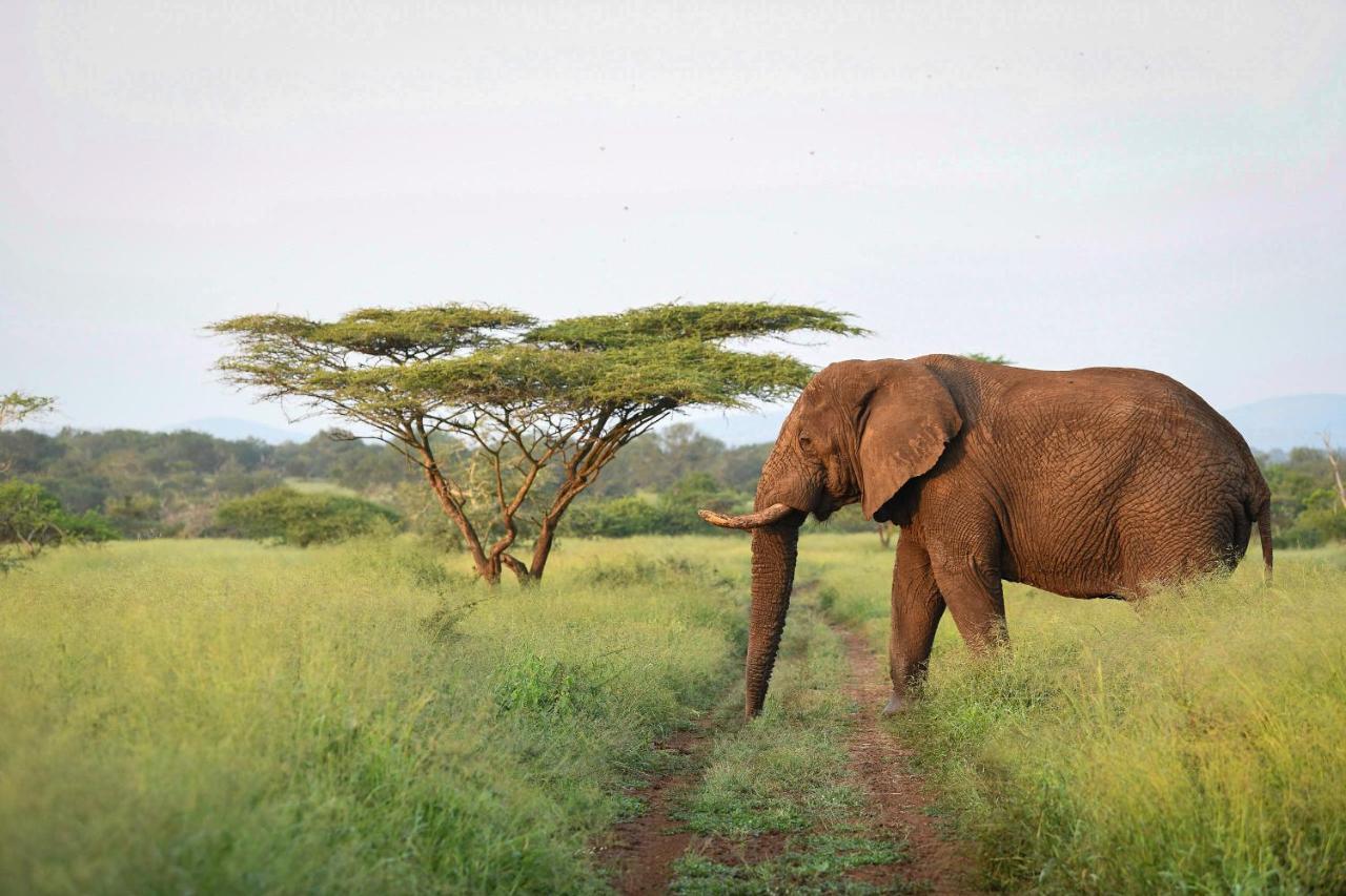 Mavela Game Lodge Mkuze Екстер'єр фото