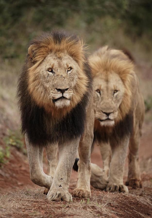 Mavela Game Lodge Mkuze Екстер'єр фото